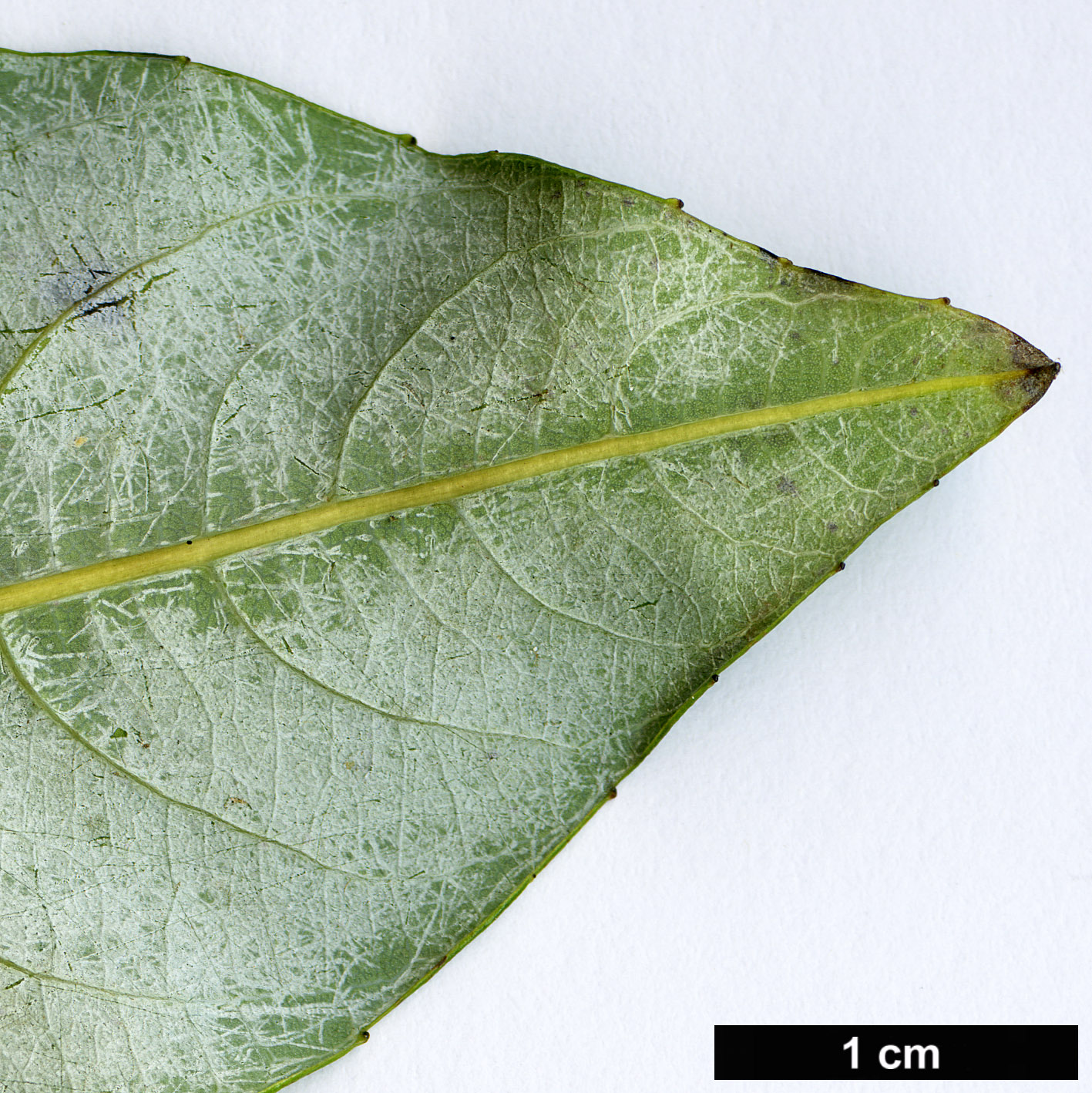 High resolution image: Family: Salicaceae - Genus: Salix - Taxon: balansae - SpeciesSub: var. balansae